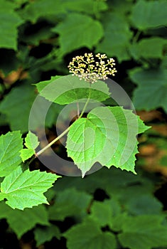 Maple-leaved Viburnum  58152