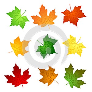 Maple leaves