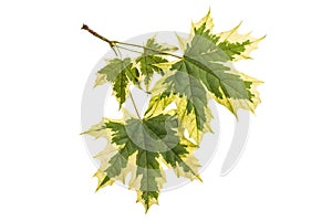 Maple leaves Acer platanoides Drummondii on a white background
