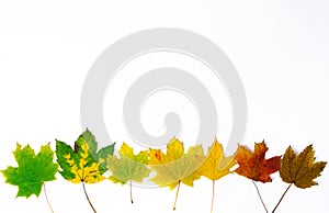 Maple leaves are arranged in a row from green to withered brown. Stages of yellowing and wilting of green leaves as a symbol of