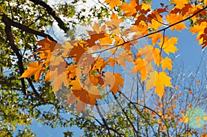 Maple leaves in autumn