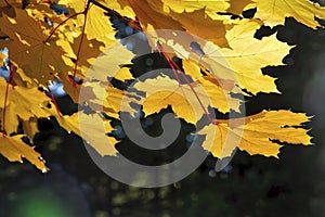 Maple leaves in autumn with blurry background