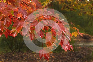 Maple leaves in autumn colors.