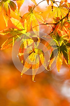 The maple leaves of autumn