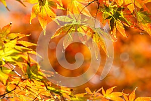 The maple leaves of autumn