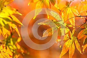 The maple leaves of autumn