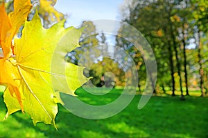 Maple leaves in autumn park Oleksandriya in Bila Tserkva