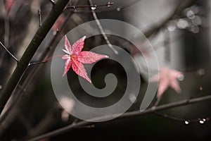 Maple leaves and branch in autumn.