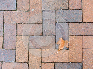 Maple leaves on a brick path patterned photo