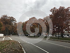 Maple leaves change the colors in fall season.