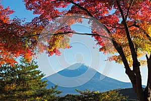 Maple leaves change to autumn color at Mt.Fuji, Japan