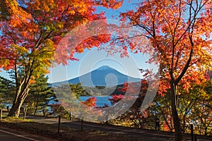 Maple leaves change to autumn color at Mt.Fuji, Japan