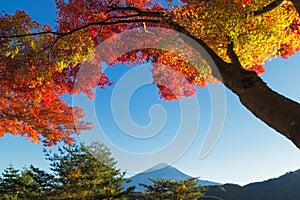 Maple leaves change to autumn color at Mt.Fuji, Japan