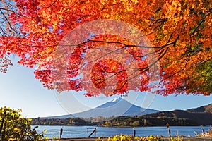 Maple leaves change to autumn color at Mt.Fuji, Japan