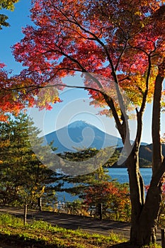 Maple leaves change to autumn color at Mt.Fuji, Japan