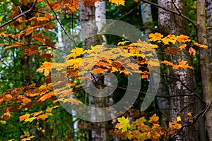 Maple leaves changing colors in the fall