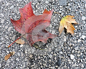 Maple Leaves Changing Colors on Sidewalk