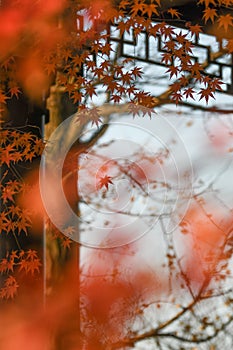 Maple leaves and Chinese Ancient Architectural photo