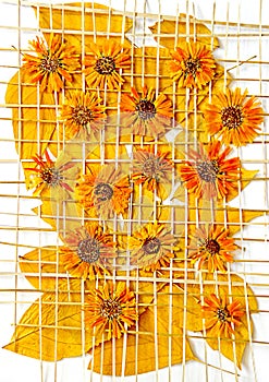 Maple leaves chrysanthemum flowers under the grate of straw oil