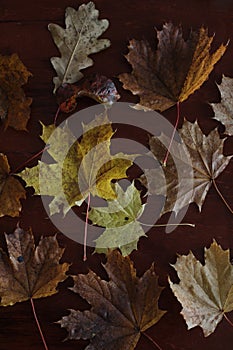 Maple leaves. Collection of multicolored fallen autumn leaves isolated on dark background