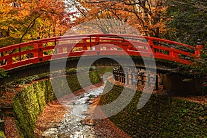 Maple leaves colorful falling  in autumn season along red bridge at Kitano Tenmangu Shrine, Kyoto, Japan