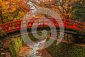 Maple leaves colorful falling  in autumn season along red bridge at Kitano Tenmangu Shrine, Kyoto, Japan