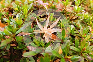 Maple leaves fade during the autumn.