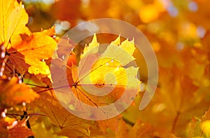 Maple leaves on fall colored background