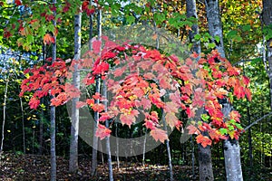 Maple Leaves in Fall Colors