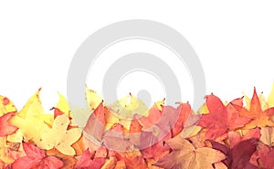 Maple leaves, fall colors. Banner or frame