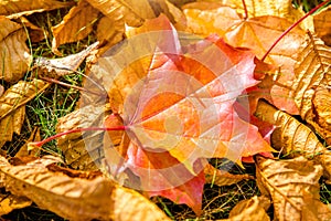 Maple leaves fallen leaves lying on the grass