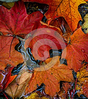 Maple leaves floating in the pond