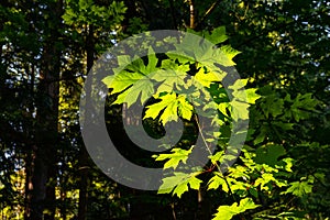 Maple Leaves in a forest in Vancouver, Canada