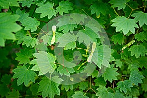 Maple Leaves in a forest in Vancouver, Canada