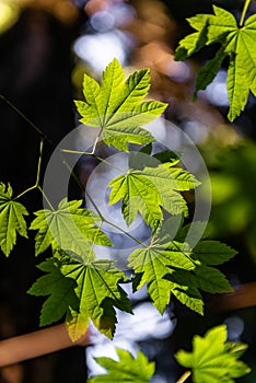 Maple Leaves in a forest in Vancouver, Canada