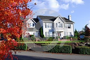 Maple leaves in front yard