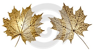 Maple leaves with golden texture. Isolated leaves on an empty background