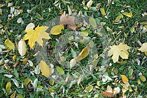 Maple leaves in the grass in October