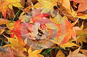 Maple leaves grass and stems in the fall