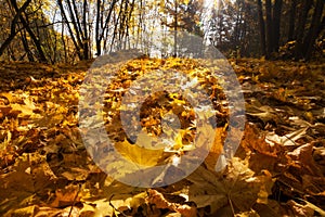 Maple leaves on ground. Lush foliage. Fall background. Sunny forest