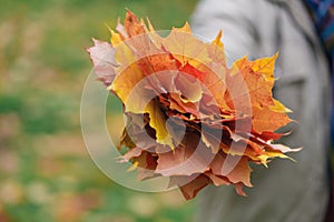 Malpe leaves in hands in fall park