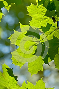 Maple leaves illuminated by the sun