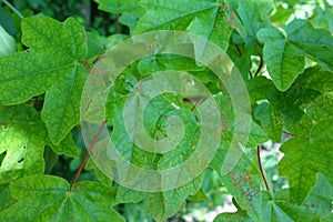 Maple leaves infested with gall mites