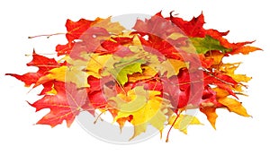 Acero foglie isolato su sfondo bianco. colorato autunno foglie 