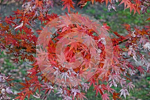 Maple leaves (koyo) photo