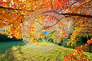 The maple leaves and lawn