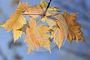 Maple leaves photo