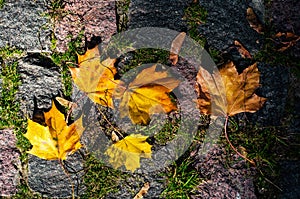 Maple leaves in the light of sunlight fell on the stone blocks with moss.