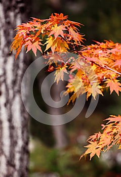 The maple leaves on the maple trees in the suburbs have turned red in October.