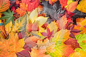 Maple Leaves Mixed Fall Colors Background